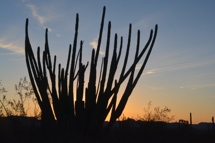 organ pipe cactus at night